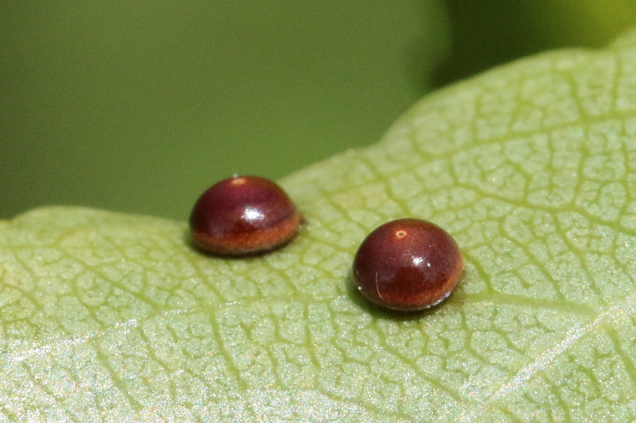 Cerura vinula (Linnaeus, 1758) - Grande Queue-Fourchue (oeufs)