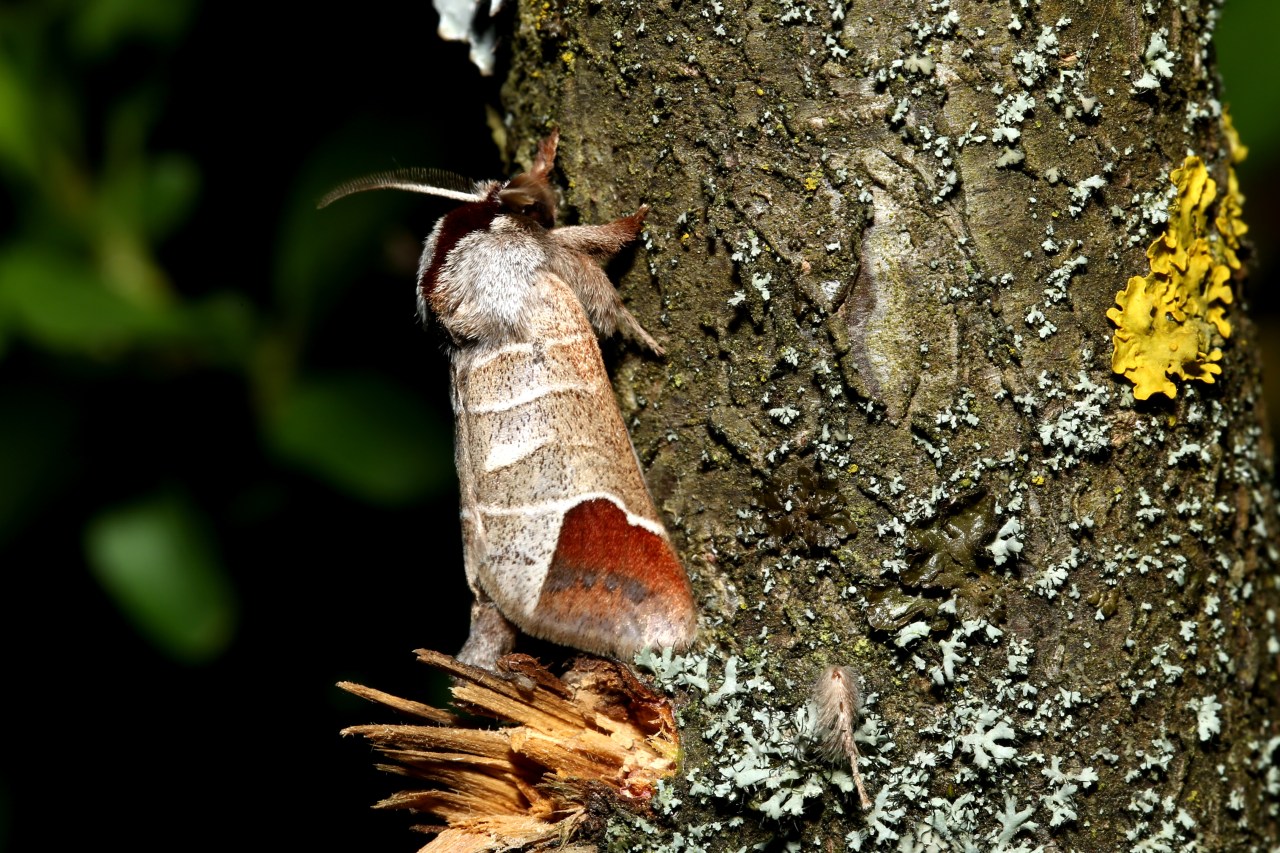 Clostera curtula (Linnaeus, 1758) - Hausse-Queue blanche, Courtaud 