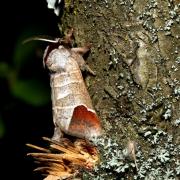 Clostera curtula (Linnaeus, 1758) - Hausse-Queue blanche, Courtaud 