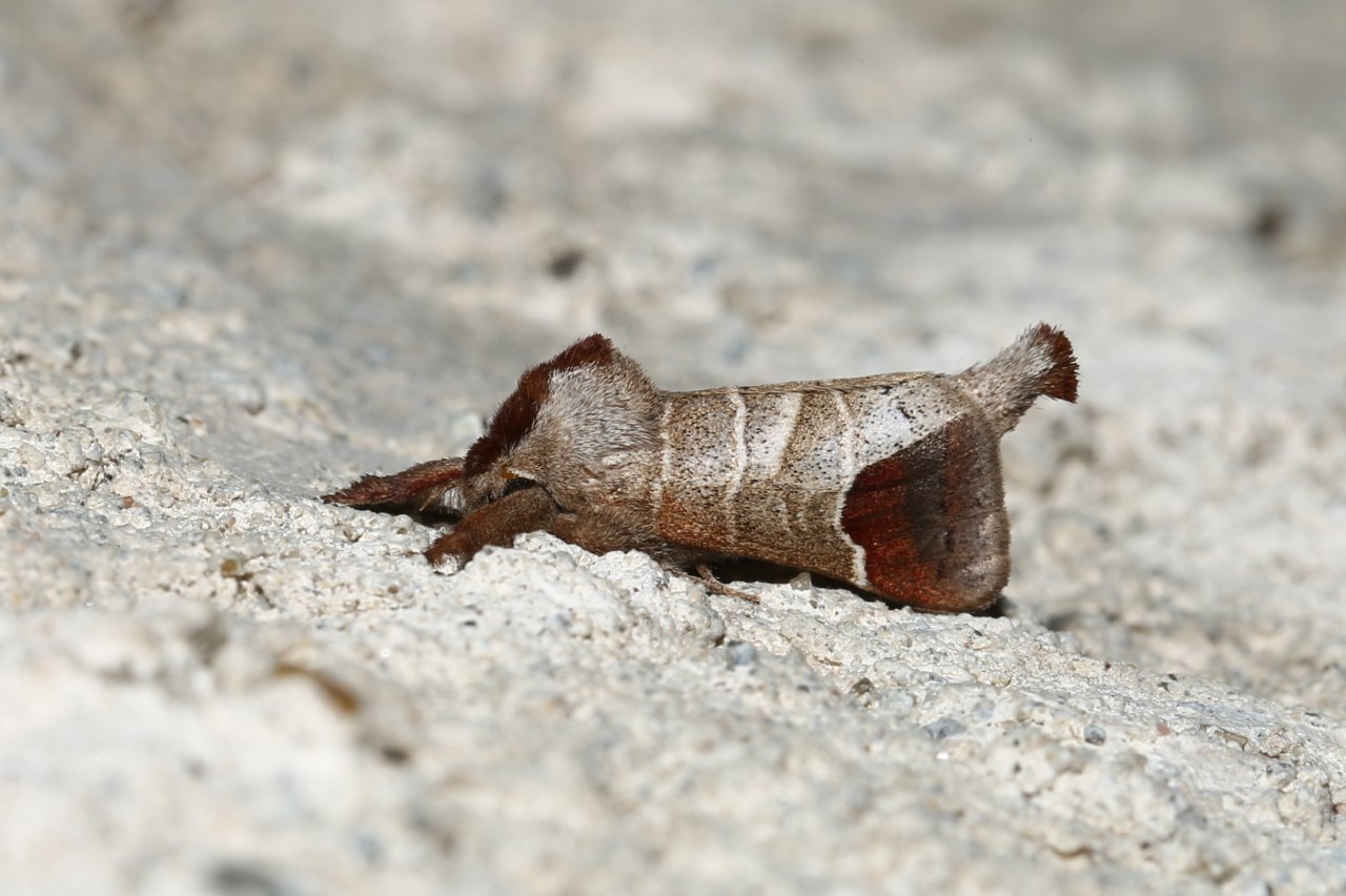 Clostera curtula (Linnaeus, 1758) - Hausse-Queue blanche, Courtaud 