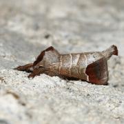 Clostera curtula (Linnaeus, 1758) - Hausse-Queue blanche, Courtaud 