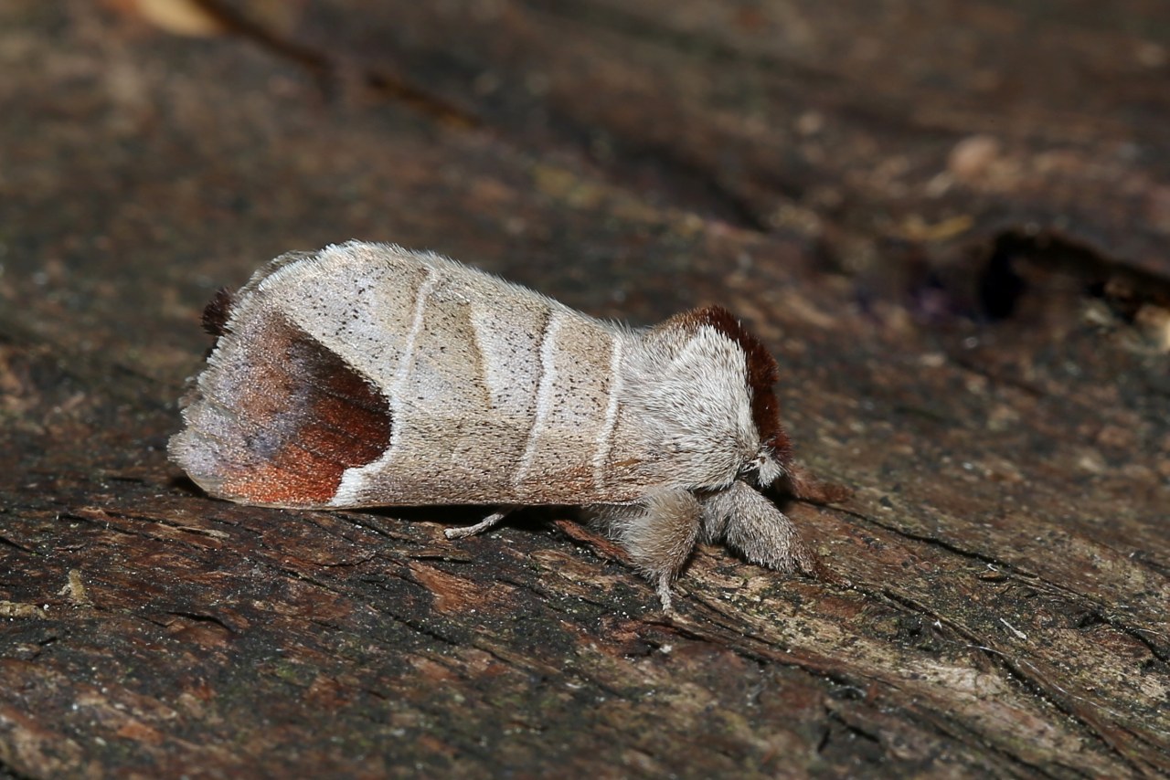 Clostera curtula (Linnaeus, 1758) - Hausse-Queue blanche, Courtaud 