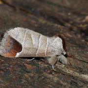 Clostera curtula (Linnaeus, 1758) - Hausse-Queue blanche, Courtaud 