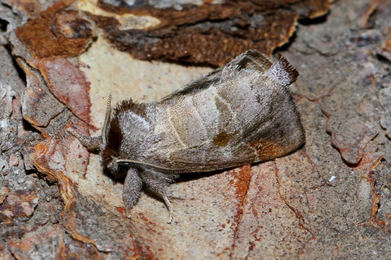 Clostera pigra (Hufnagel, 1766) - Hausse-Queue brune, Recluse (femelle)