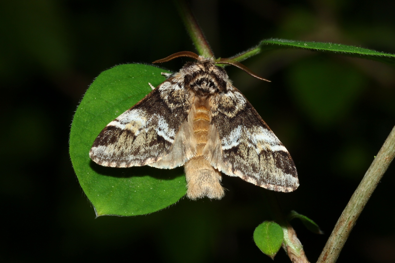 Drymonia dodonaea (Denis & Schiffermüller, 1775) - Triple Tache