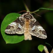 Drymonia dodonaea (Denis & Schiffermüller, 1775) - Triple Tache