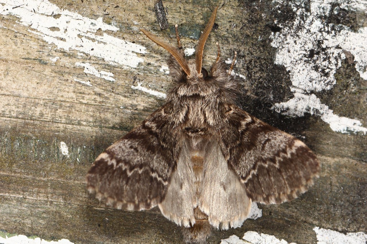 Drymonia ruficornis (Hufnagel, 1766) - Demi-Lune noire