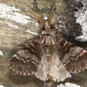 Drymonia ruficornis (Hufnagel, 1766) - Demi-Lune noire