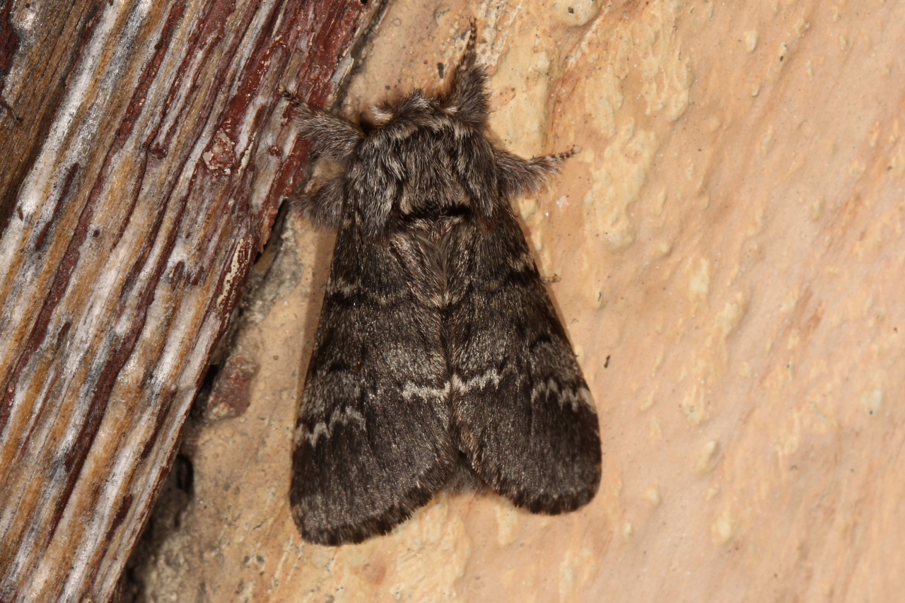 Drymonia ruficornis (Hufnagel, 1766) - Demi-Lune noire