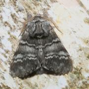 Drymonia ruficornis (Hufnagel, 1766) - Demi-Lune noire 