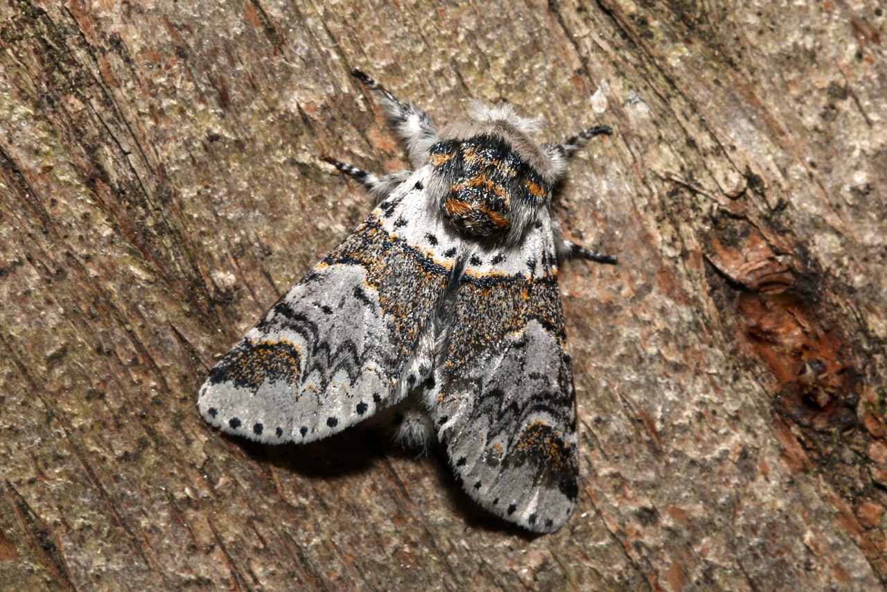 Furcula furcula (Clerck, 1759) - Harpye fourchue