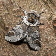 Furcula furcula (Clerck, 1759) - Harpye fourchue