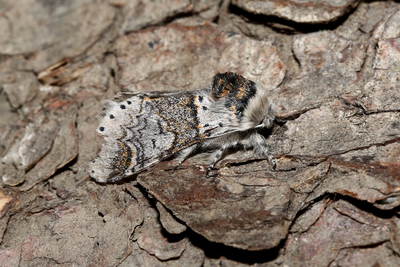 Furcula furcula (Clerck, 1759) - Harpye fourchue