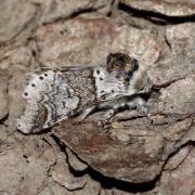 Furcula furcula (Clerck, 1759) - Harpye fourchue