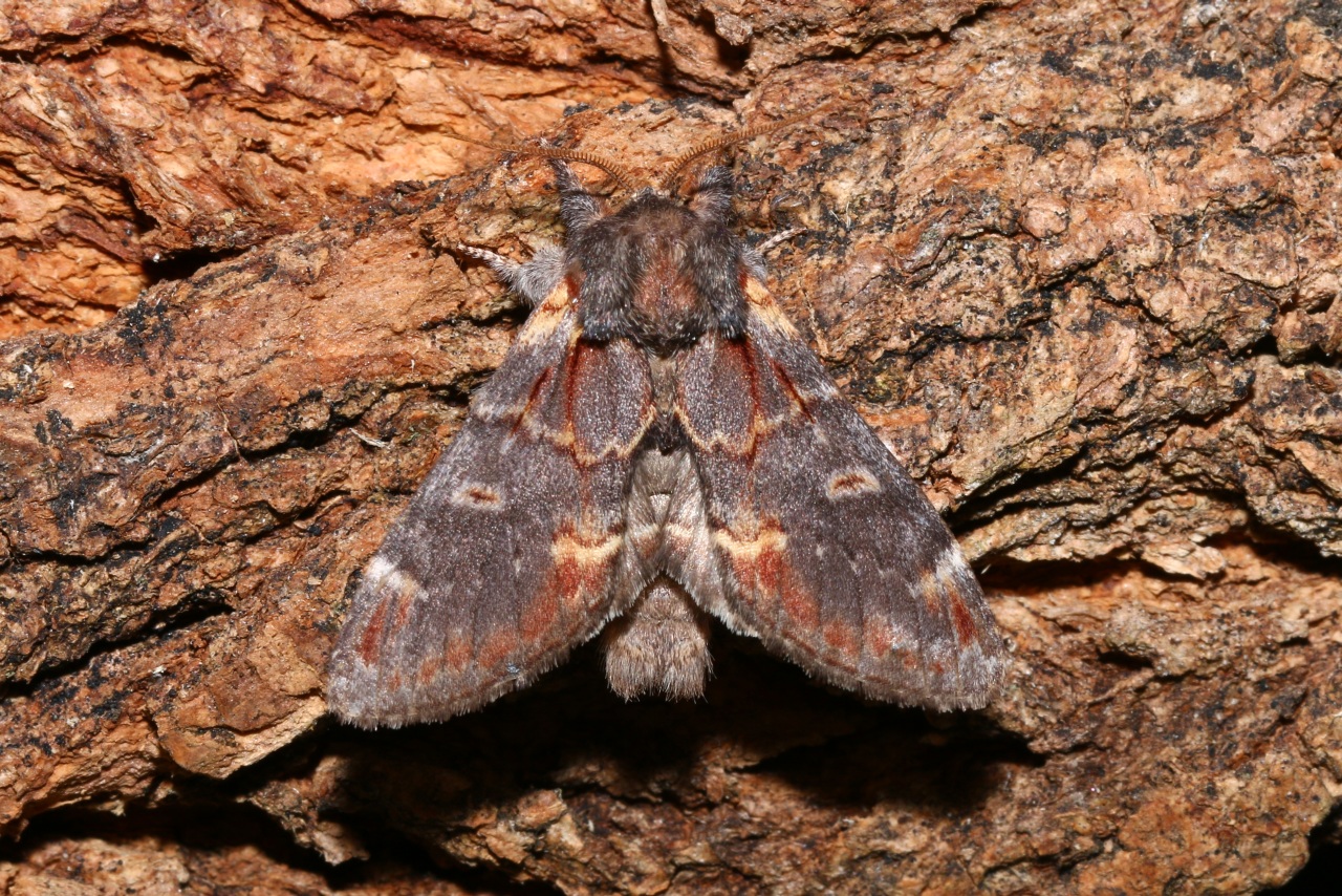 Notodonta dromedarius (Linnaeus, 1767) - Chameau