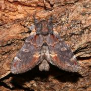 Notodonta dromedarius (Linnaeus, 1767) - Chameau