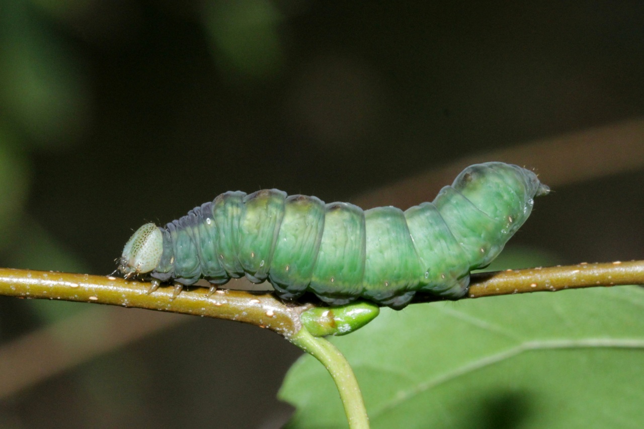 Notodonta dromedarius (Linnaeus, 1767) - Chameau (chenille)