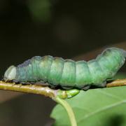 Notodonta dromedarius (Linnaeus, 1767) - Chameau (chenille)