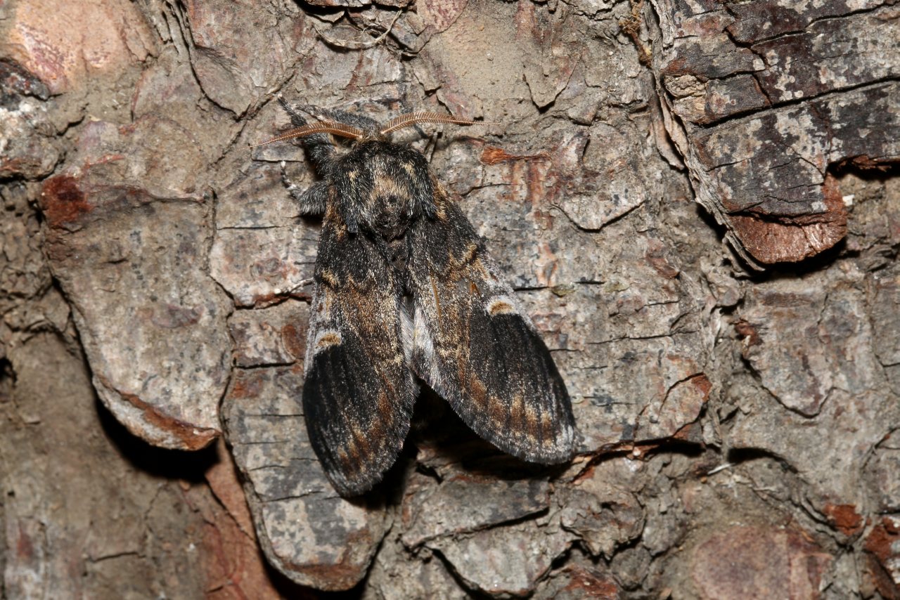 Notodonta tritophus (Denis & Schiffermüller, 1775) - Dromadaire