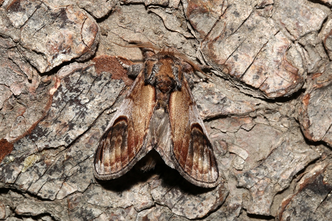 Notodonta ziczac (Linnaeus, 1758) - Bois veiné