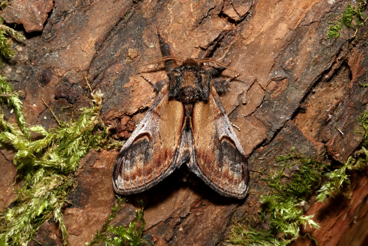 Notodonta ziczac (Linnaeus, 1758) - Bois veiné