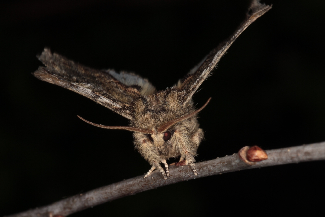 Peridea anceps (Goeze, 1781) - Timide