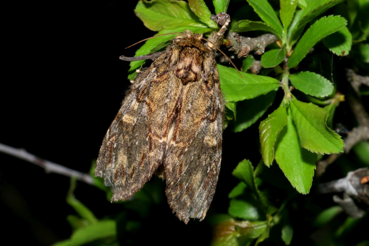 Peridea anceps (Goeze, 1781) - Timide