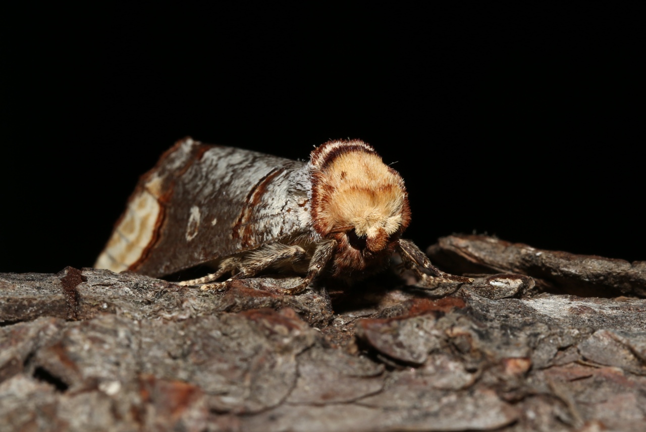 Phalera bucephala (Linnaeus, 1758) - Bucéphale, Lunule