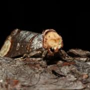 Phalera bucephala (Linnaeus, 1758) - Bucéphale, Lunule