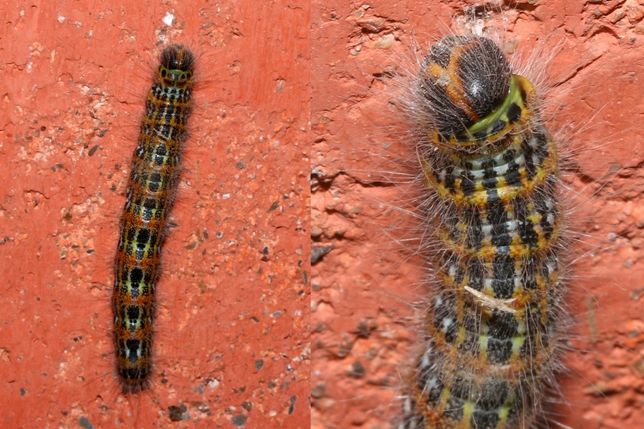 Phalera bucephala (Linnaeus, 1758) - Bucéphale, Lunule (chenille)