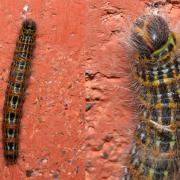 Phalera bucephala (Linnaeus, 1758) - Bucéphale, Lunule (chenille)