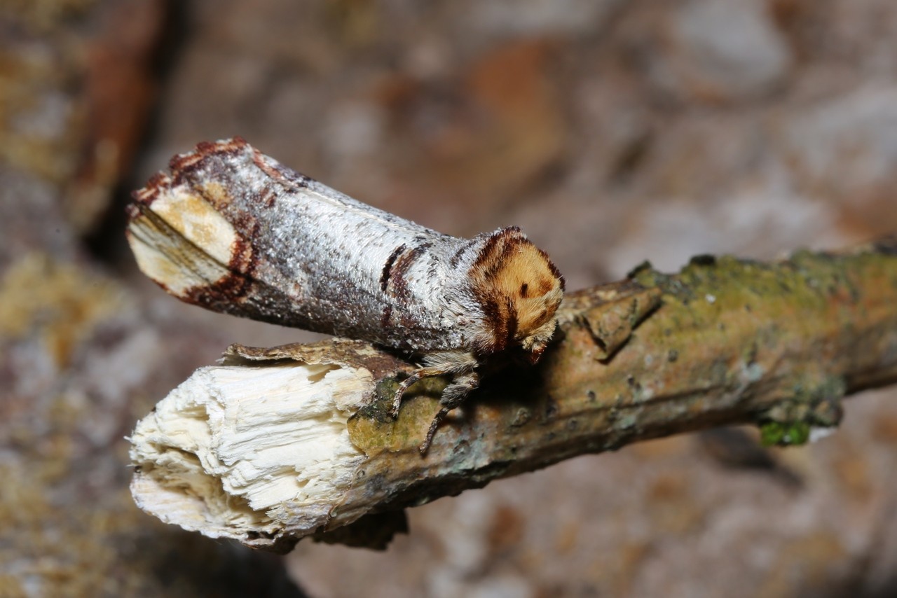 Phalera bucephala (Linnaeus, 1758) - Bucéphale, Lunule