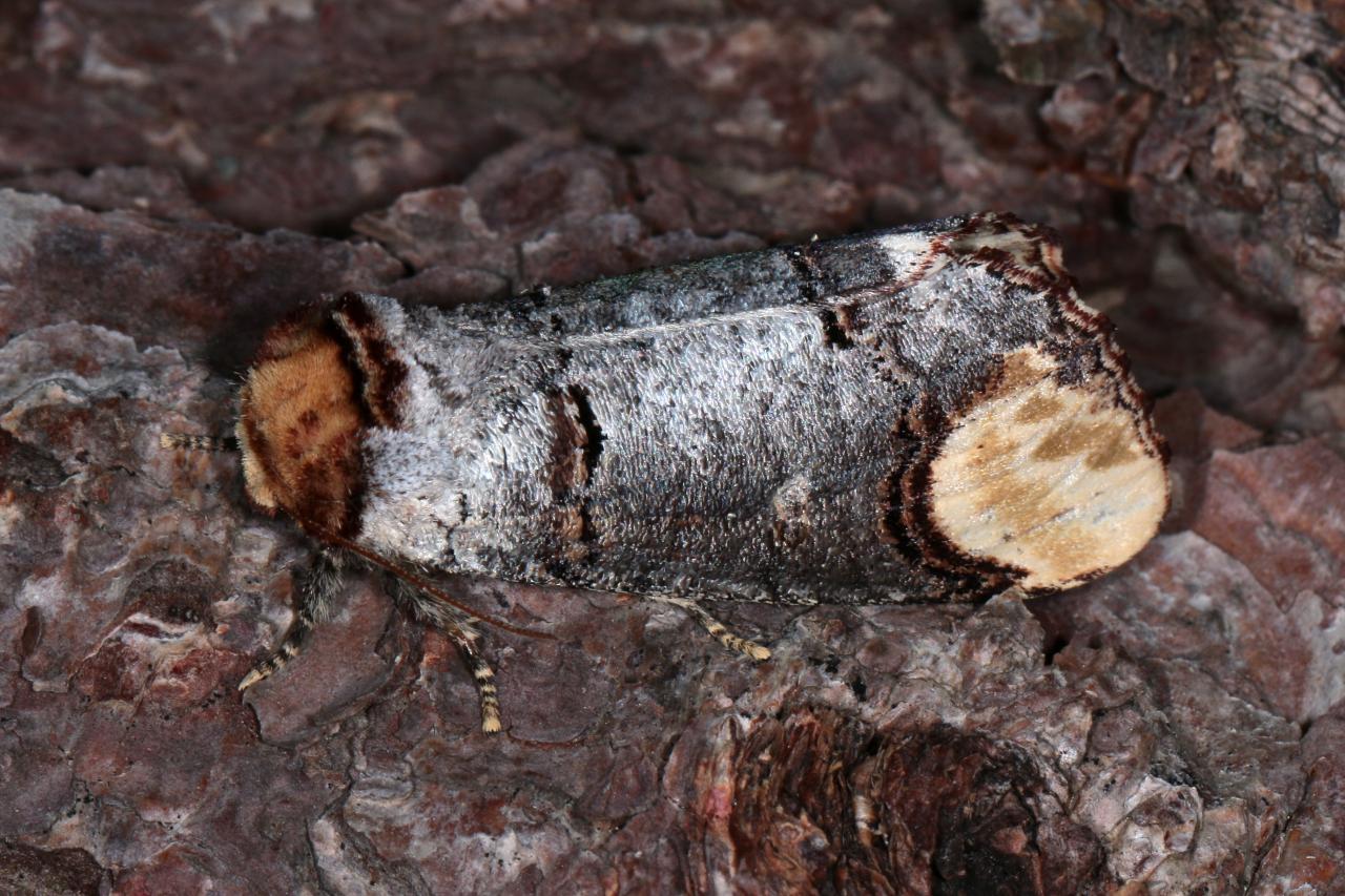 Phalera bucephala (Linnaeus, 1758) - Bucéphale, Lunule