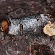 Phalera bucephala (Linnaeus, 1758) - Bucéphale, Lunule