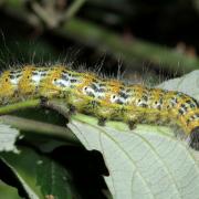 Phalera bucephala (Linnaeus, 1758) - Bucéphale, Lunule (chenille)