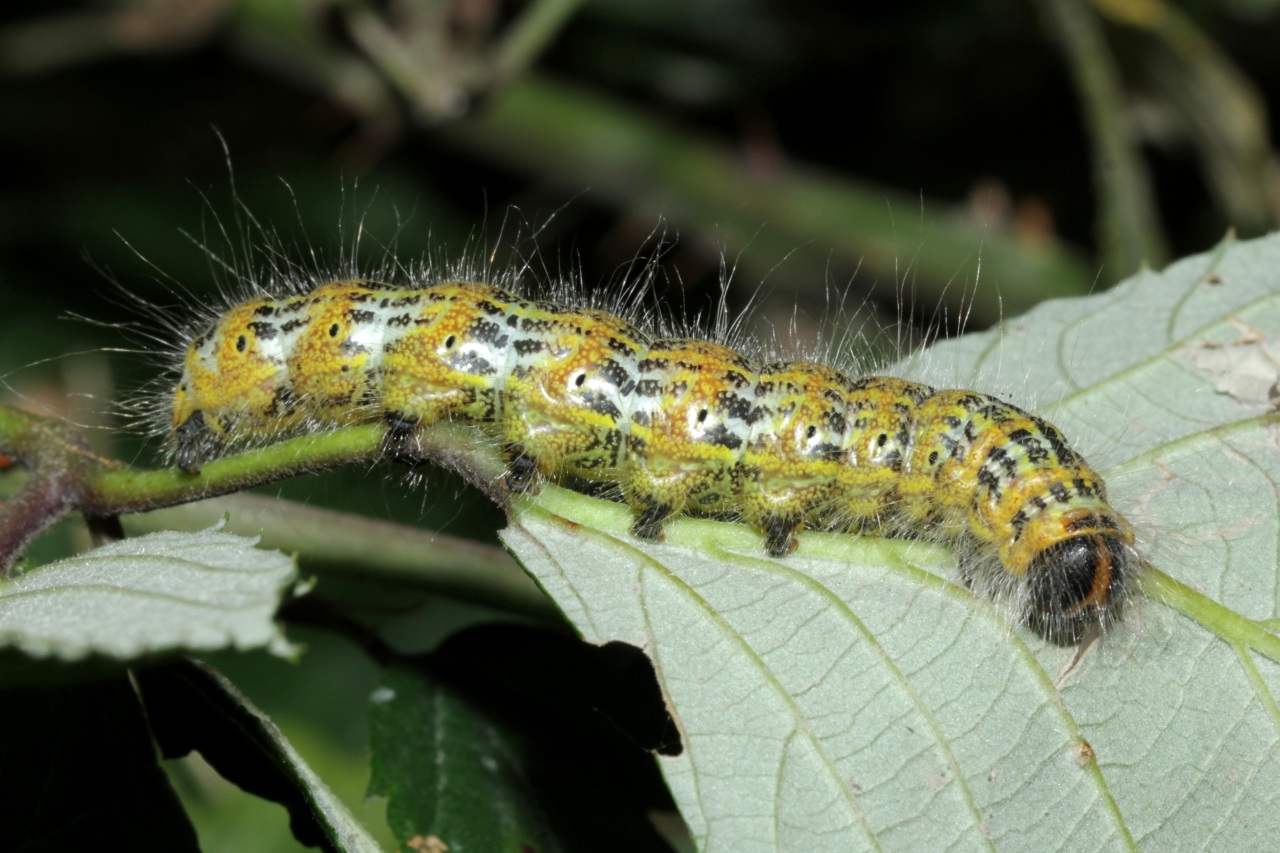 Phalera bucephala (Linnaeus, 1758) - Bucéphale, Lunule (chenille)