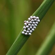 Phalera bucephala (Linnaeus, 1758) - Bucéphale, Lunule (oeufs)