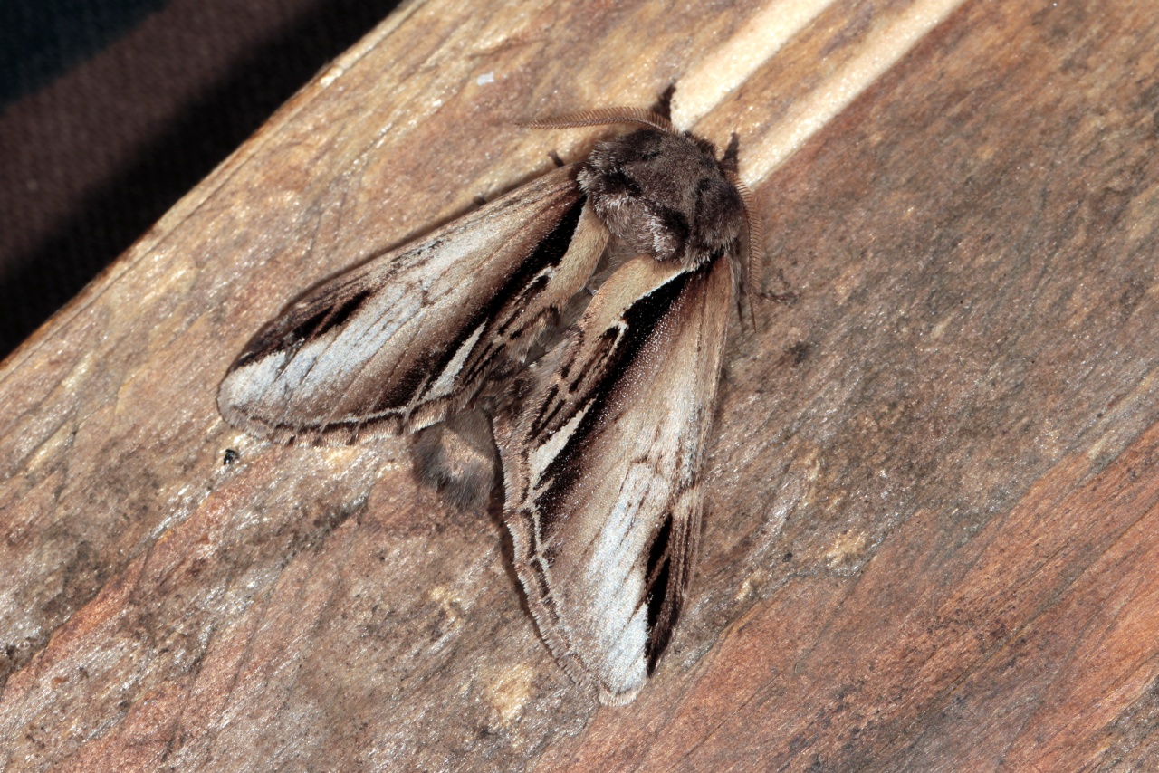 Pheosia gnoma (Fabricius, 1777)  - Faïence, Bombyx Distéoide