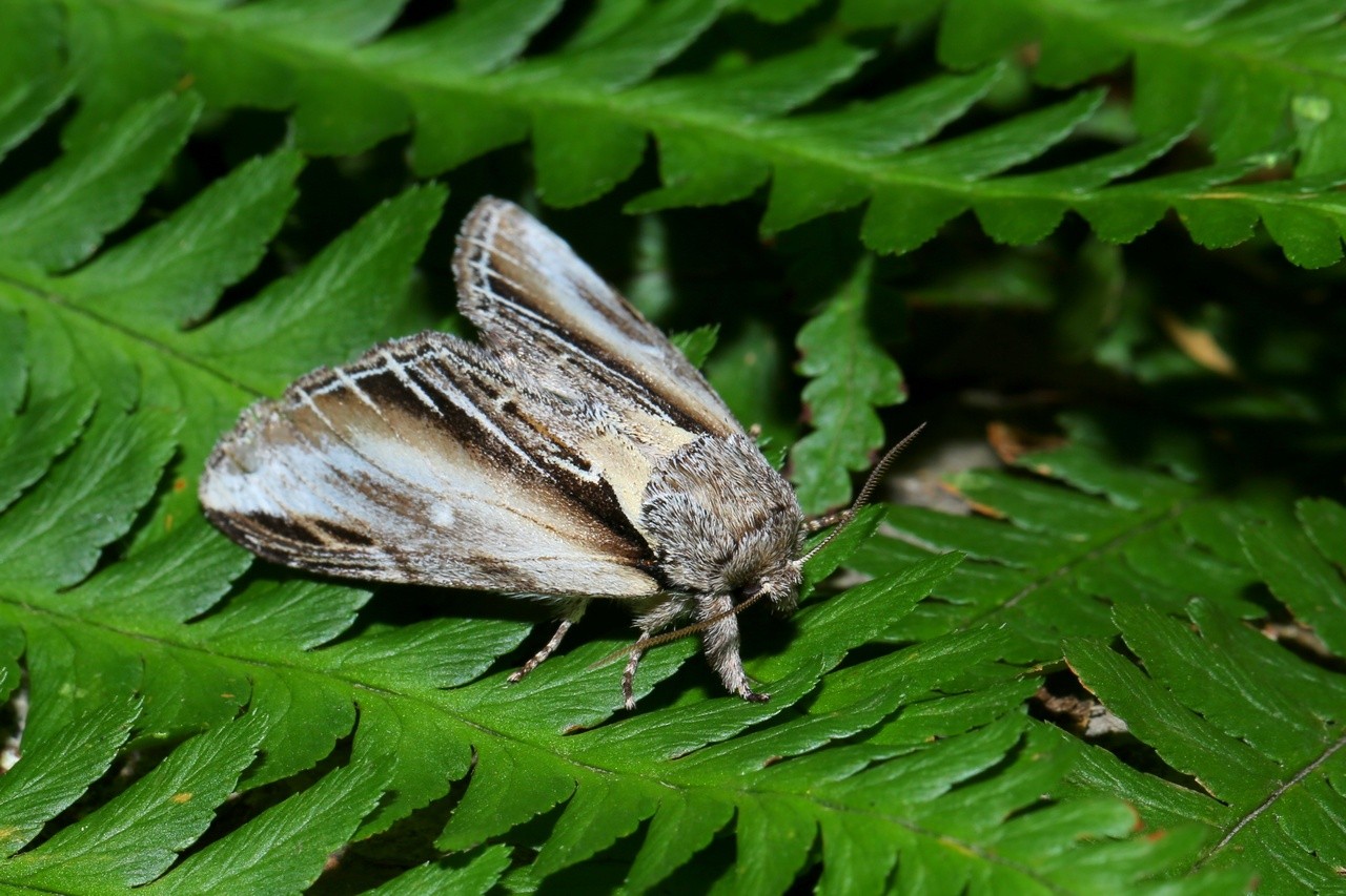 Pheosia tremula (Clerck, 1759) - Porcelaine (femelle)