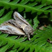 Pheosia tremula (Clerck, 1759) - Porcelaine (femelle)