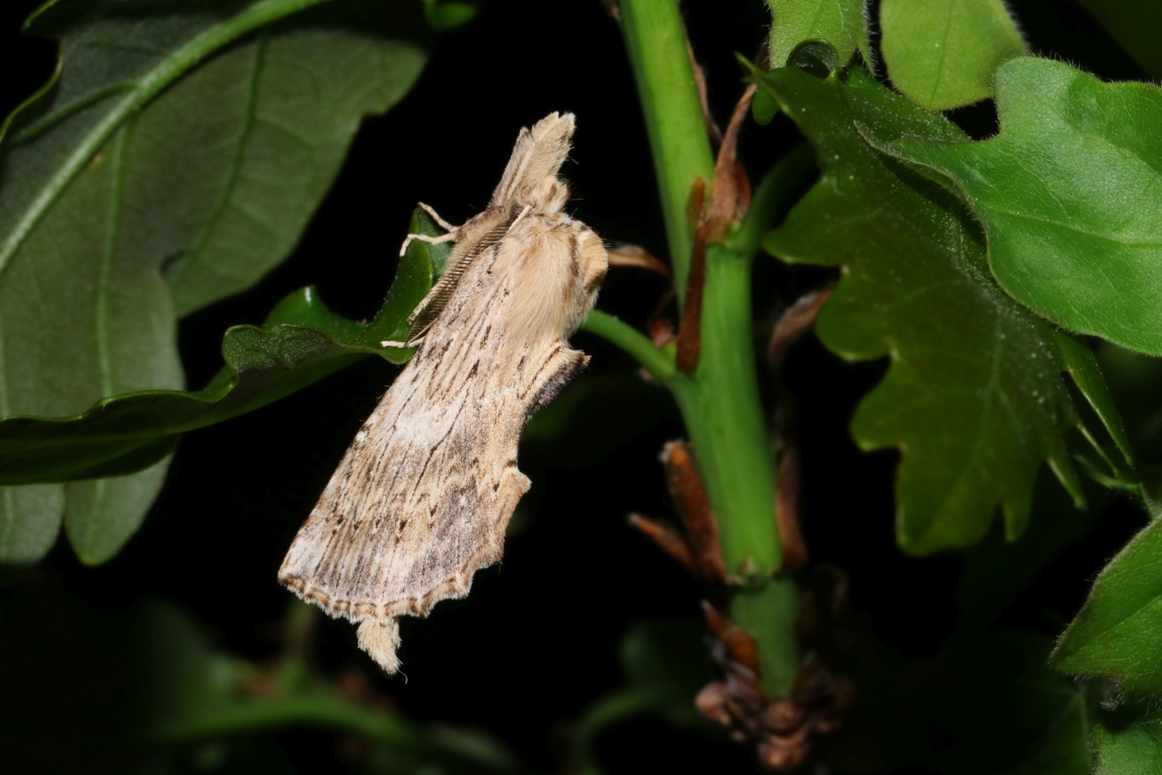 Pterostoma palpina (Clerck, 1759) - Museau