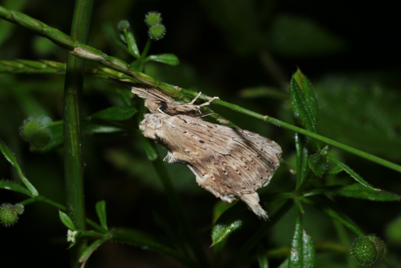 Pterostoma palpina (Clerck, 1759) - Museau