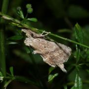 Pterostoma palpina (Clerck, 1759) - Museau