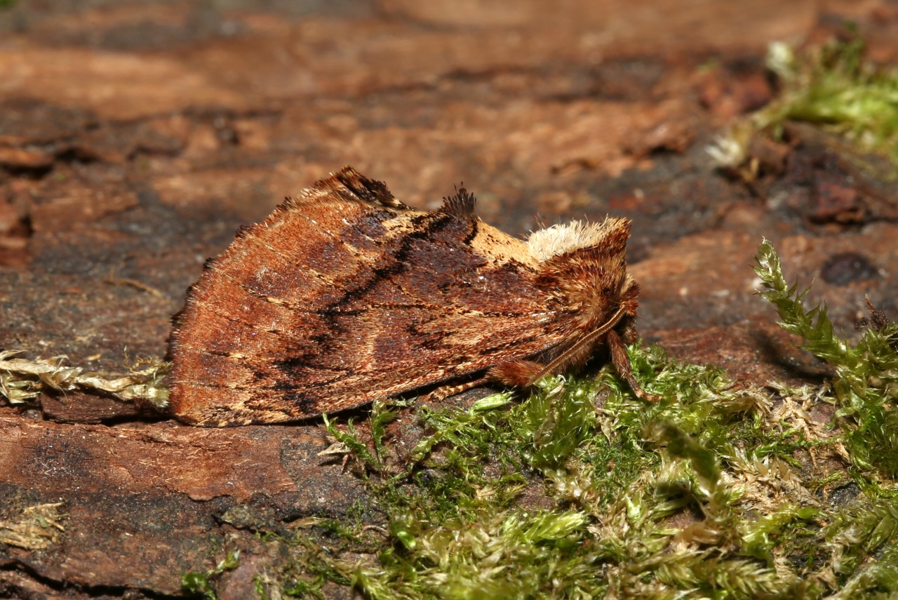 Ptilodon capucina (Linnaeus, 1758) - Crête-de-Coq