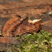 Ptilodon capucina (Linnaeus, 1758) - Crête-de-Coq