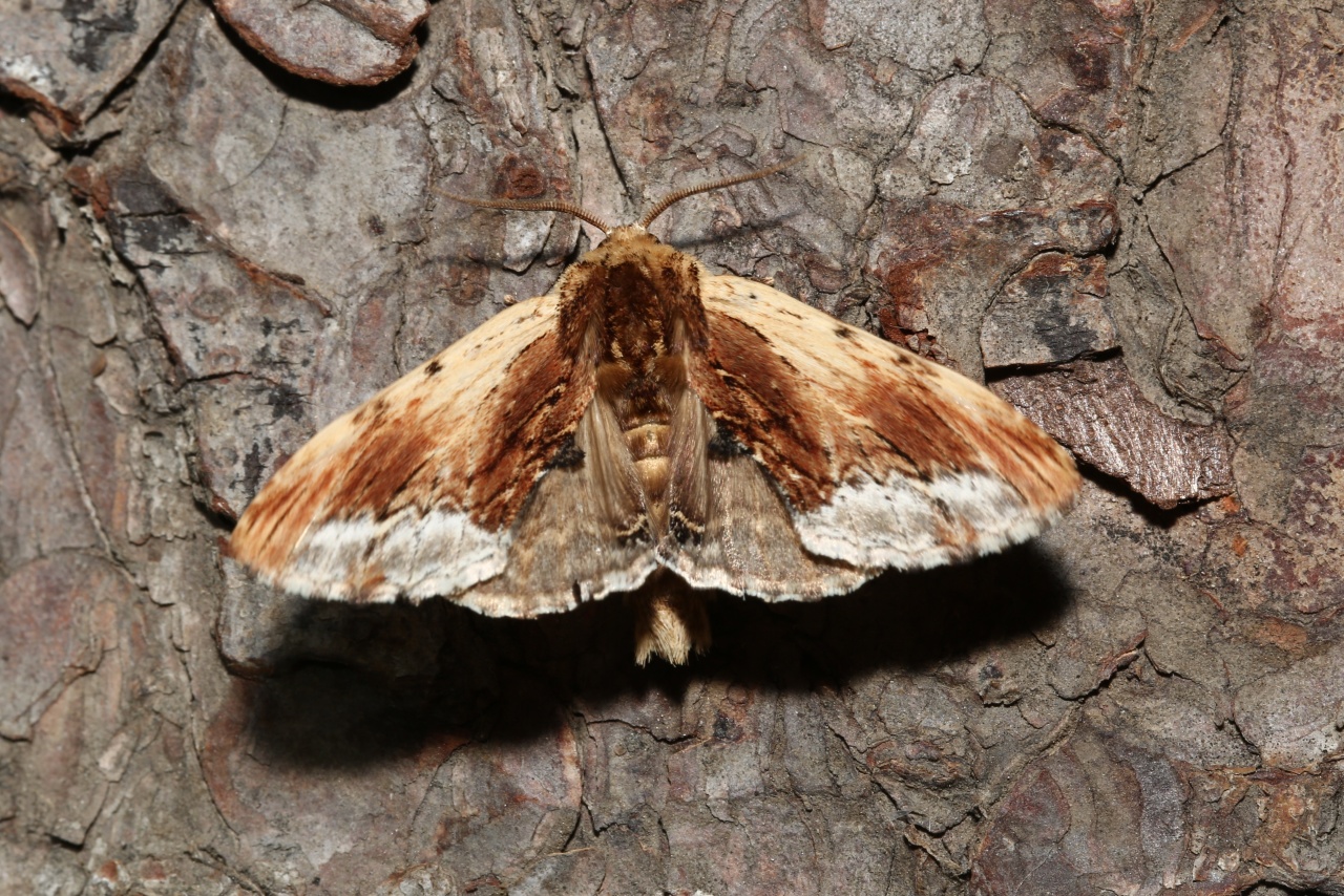 Ptilodon cucullina (Denis & Schiffermüller, 1775) - Capuchon