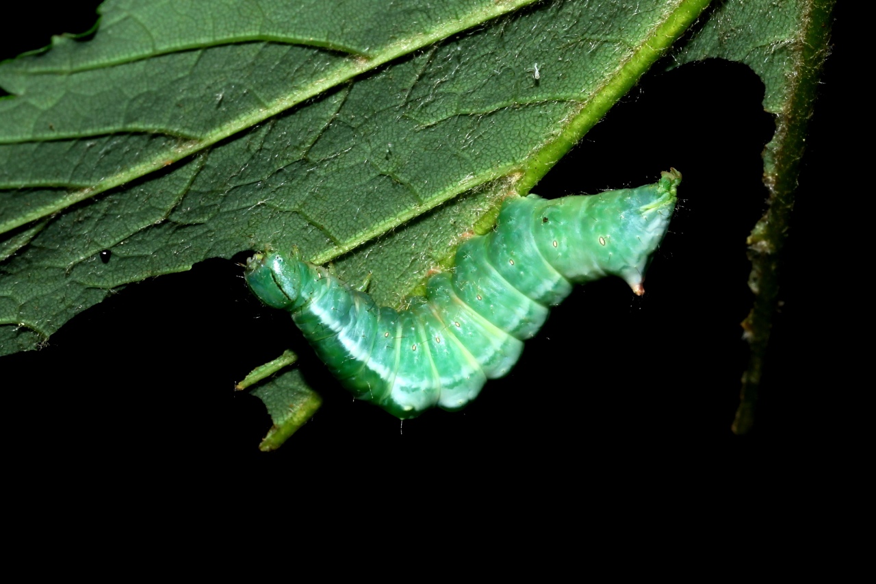 Ptilodon cucullina (Denis & Schiffermüller, 1775) - Capuchon (chenille)