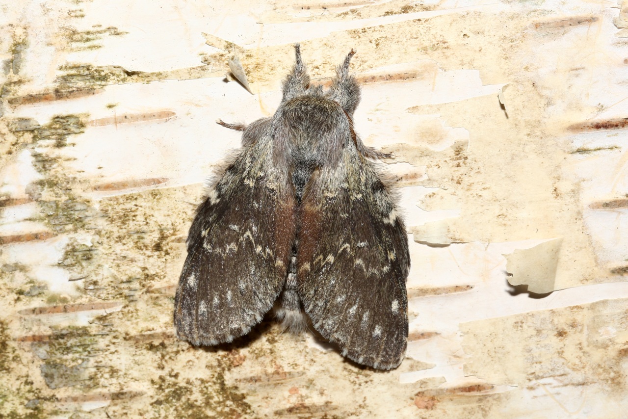 Stauropus fagi (Linnaeus, 1758) - Ecureuil, Staurope du Hêtre 