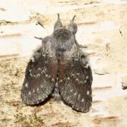 Stauropus fagi (Linnaeus, 1758) - Ecureuil, Staurope du Hêtre 