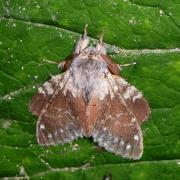 Stauropus fagi (Linnaeus, 1758) - Ecureuil, Staurope du Hêtre 